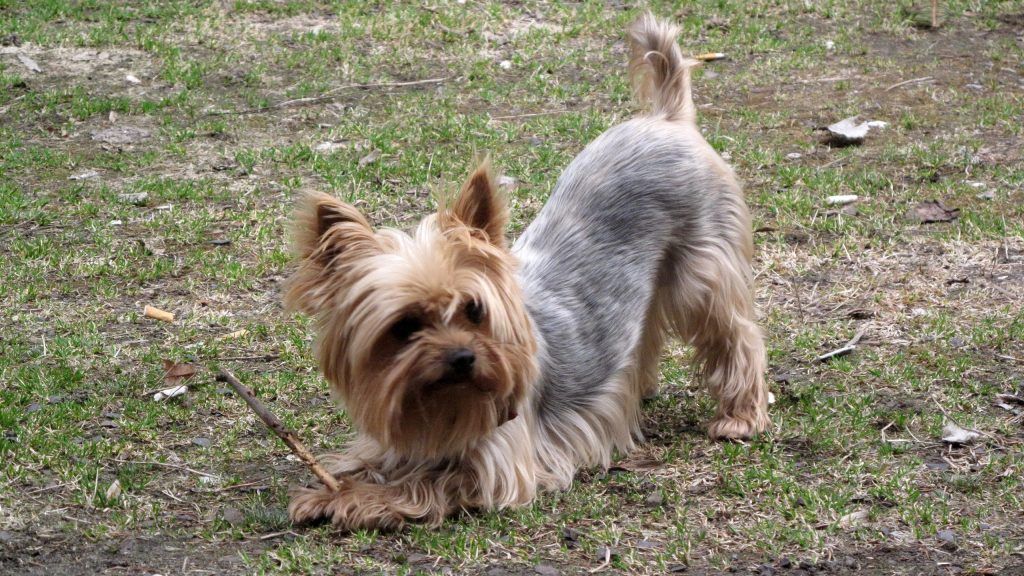 Йоркширский терьер, разговорная собака йоркская миниатюра - эта маленькая и в последнее время очень модная собака может похвастаться долгой историей