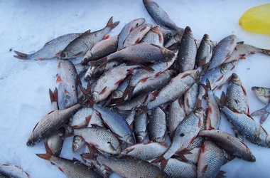 12 січня 2013, 12:18 Переглядів:   Любителі зимової риболовлі повинні бути обережні