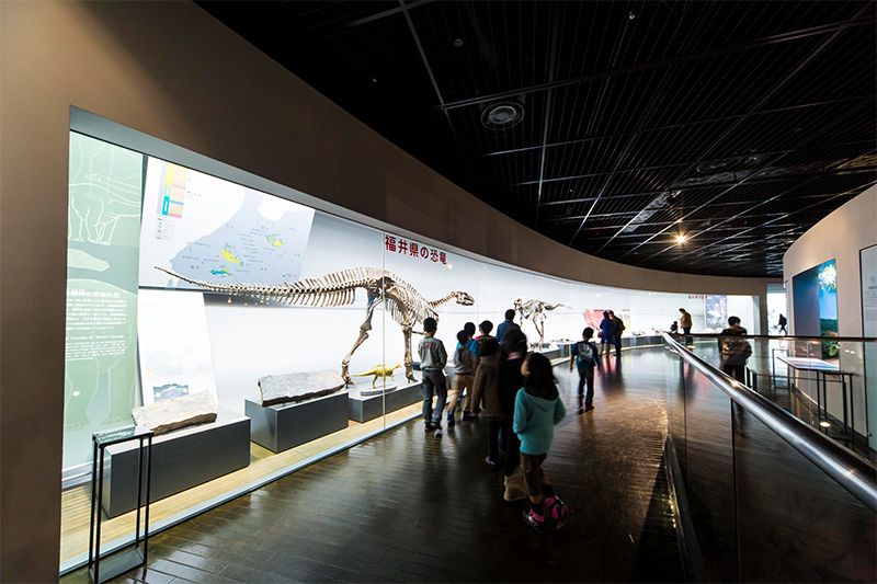 У вітринах розділу «Динозаври в Фукуї» представлені скам'янілості, реконструйовані скелети фукуізавров і інших тварин, виявлених тут