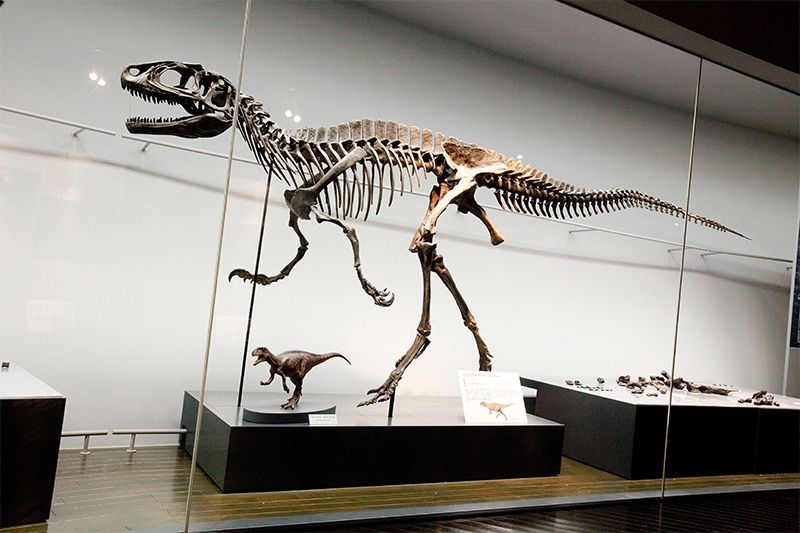 Повна реконструкція скелета хижого фукуізавра;  внизу - мініатюрна модель, що представляє його зовнішній вигляд, а праворуч - скам'янілі кістки цього динозавра