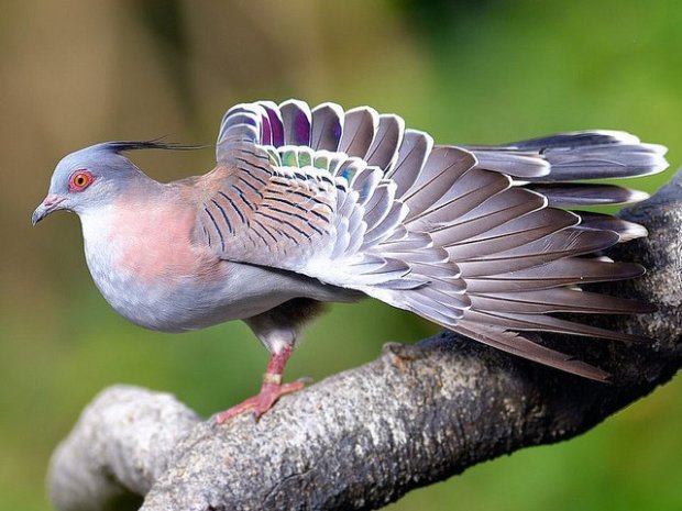 Австралійські біологи довели, що чубаті бронзовокрилие голуби подають сигнал тривоги рухом одного з махових пір'їн